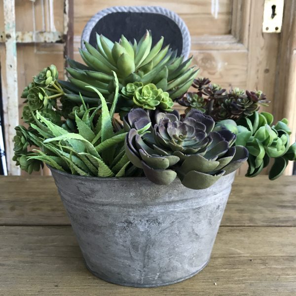 stalk succulent Faux Stem Succulent Soft Echeveria – Bon Bon