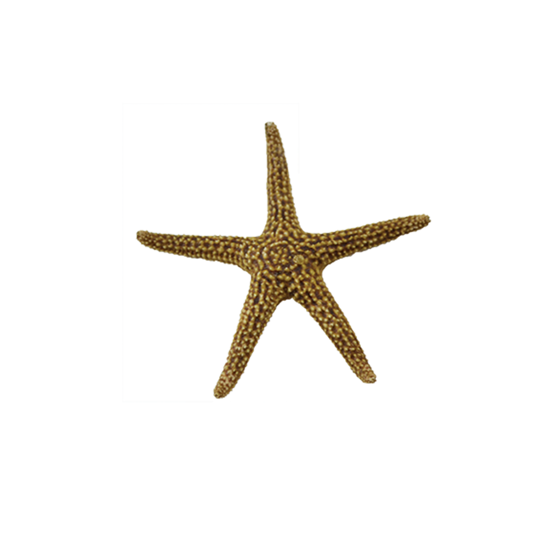 Florida Starfish